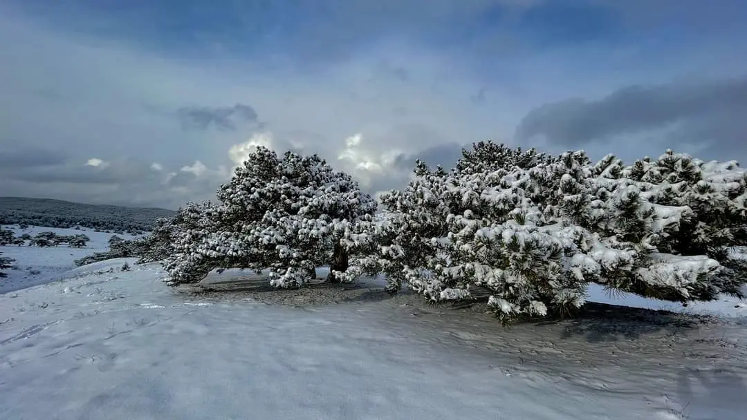 Yaylacık Forest — Kütahya — küçük resim 3