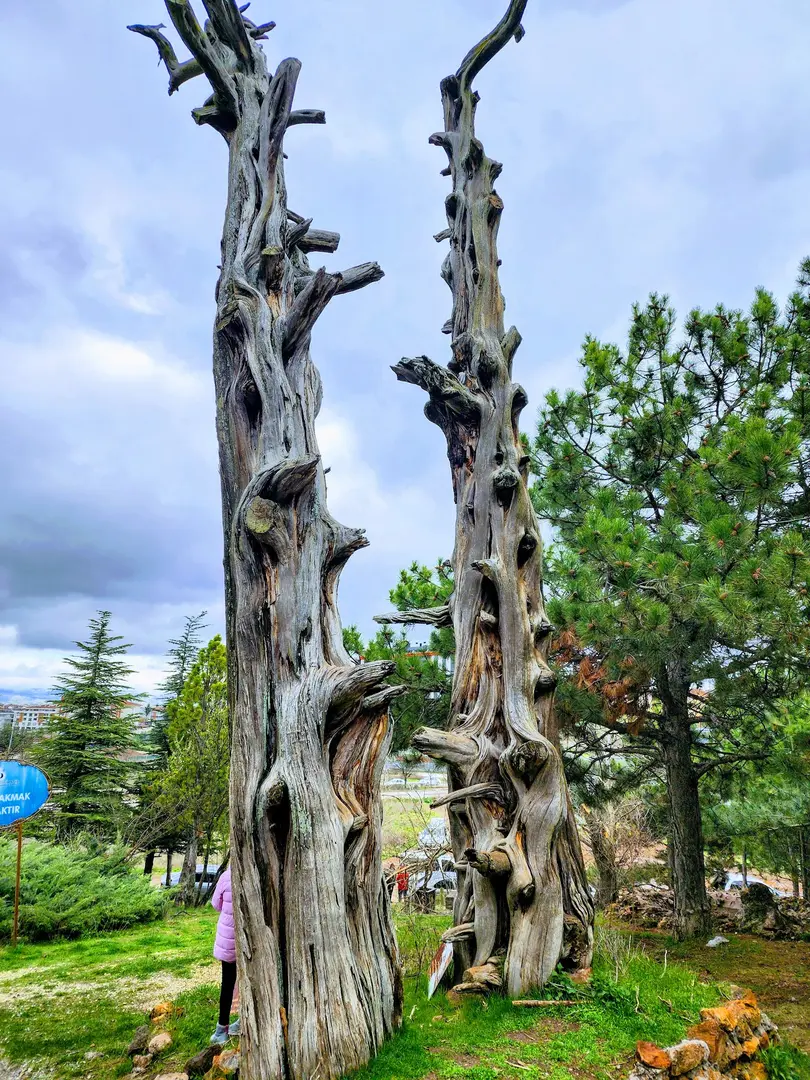 Eskişehir Kent Ormanı — Eskişehir — küçük resim 3