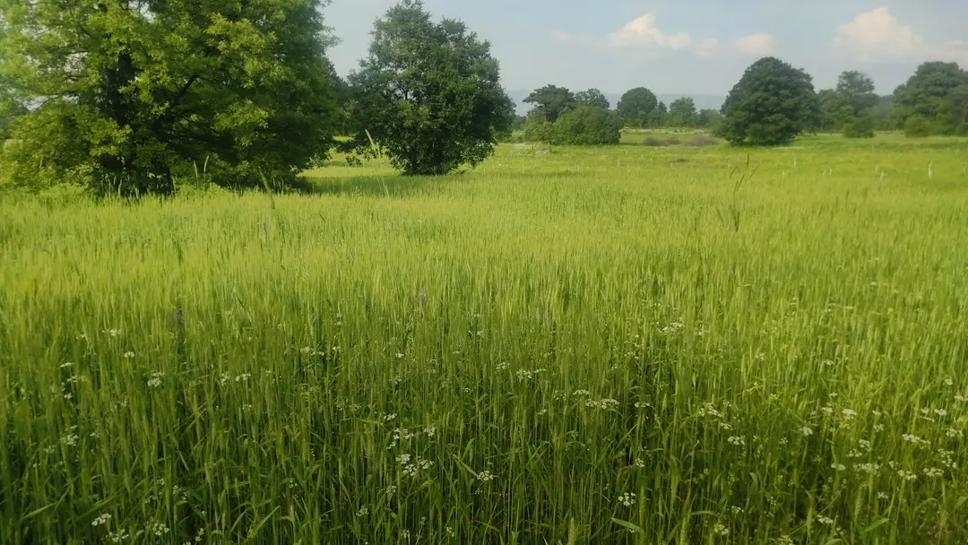 Topçam Nature Reserve — Kütahya — küçük resim 10