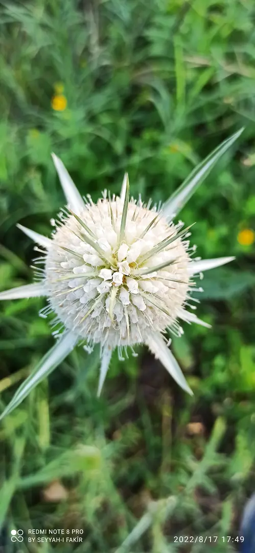 Topçam Nature Reserve — Kütahya — küçük resim 8