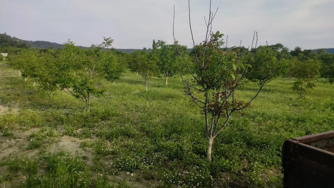 Topçam Nature Reserve — Kütahya — küçük resim 5