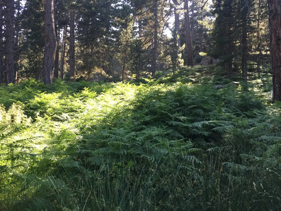 Emet Umutlu Village Sarısu Plateau — Kütahya — küçük resim 4