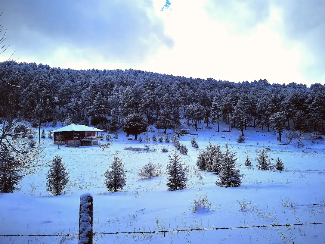 BASALAN ORMAN DİNLENM — Manisa — küçük resim 9