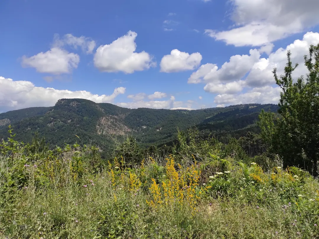BASALAN ORMAN DİNLENM — Manisa — küçük resim 5