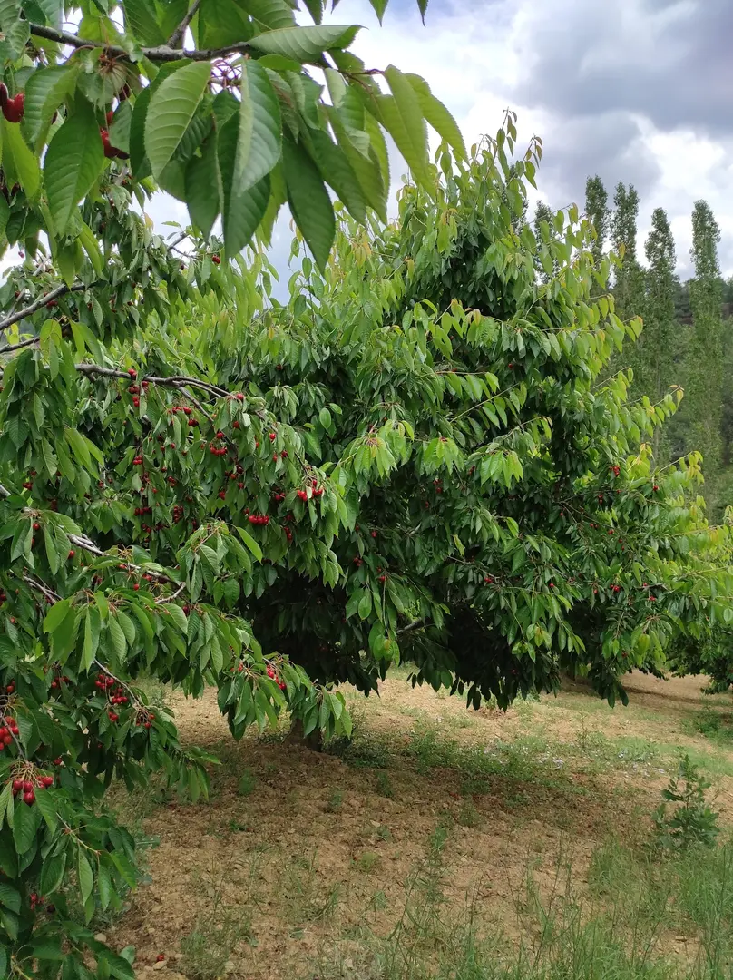 BASALAN ORMAN DİNLENM — Manisa — küçük resim 8