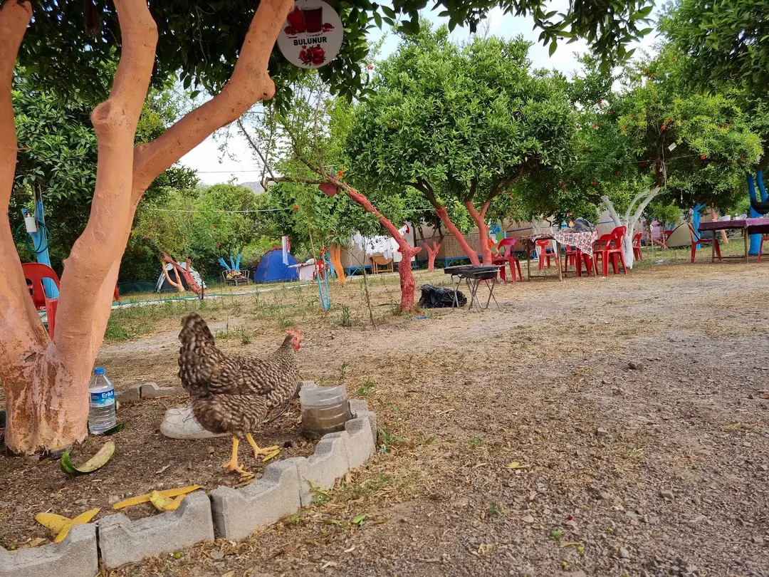 Şirinler camping adrasan — Antalya — küçük resim 8
