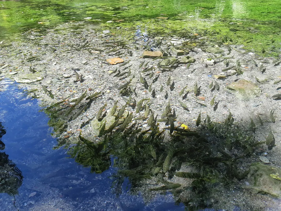 Ilıcaksu Sarıkız Spring — Kütahya — küçük resim 5