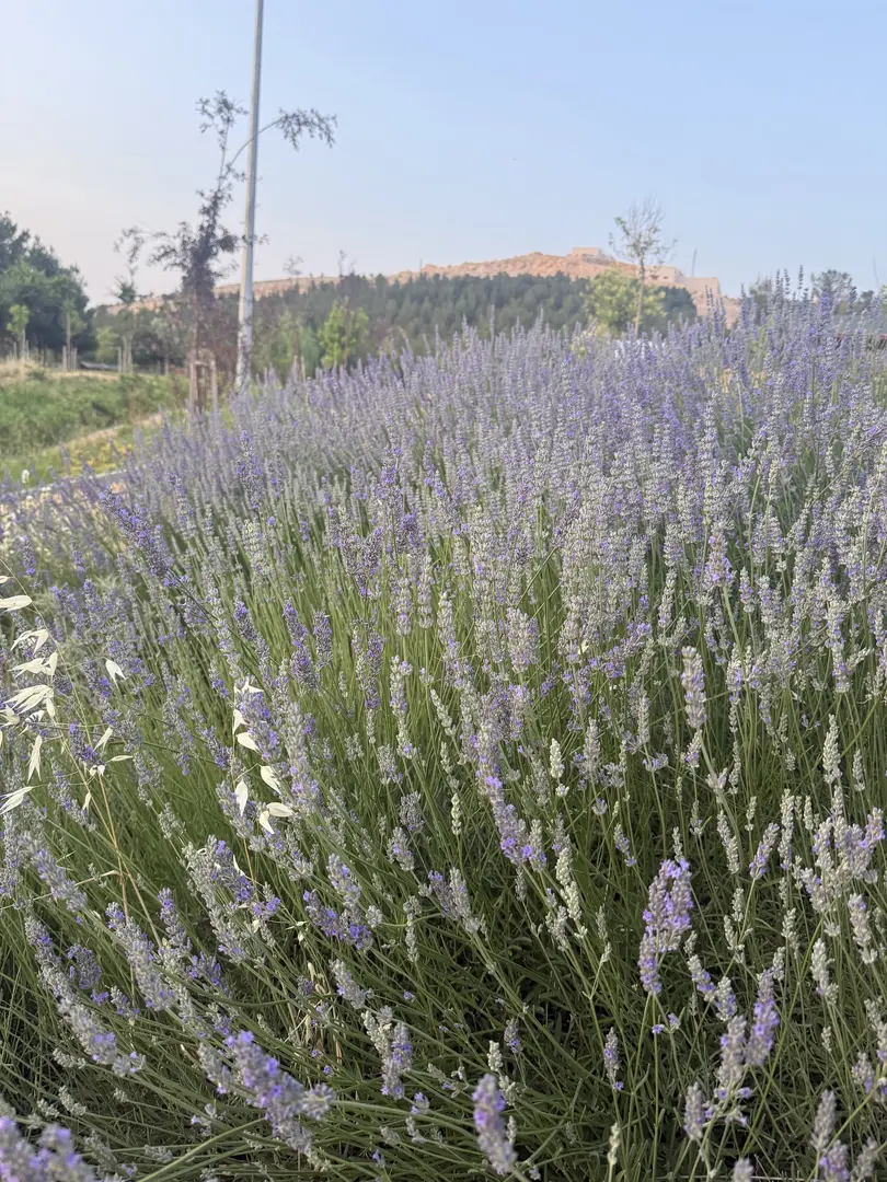 Mardin Kasımiye National Forest — Mardin — küçük resim 7