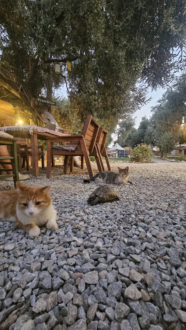 Ruina Glamping — Muğla — küçük resim 5