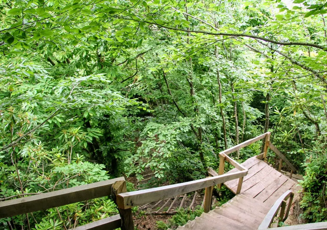 Yoroz City Forest — Ordu — küçük resim 2