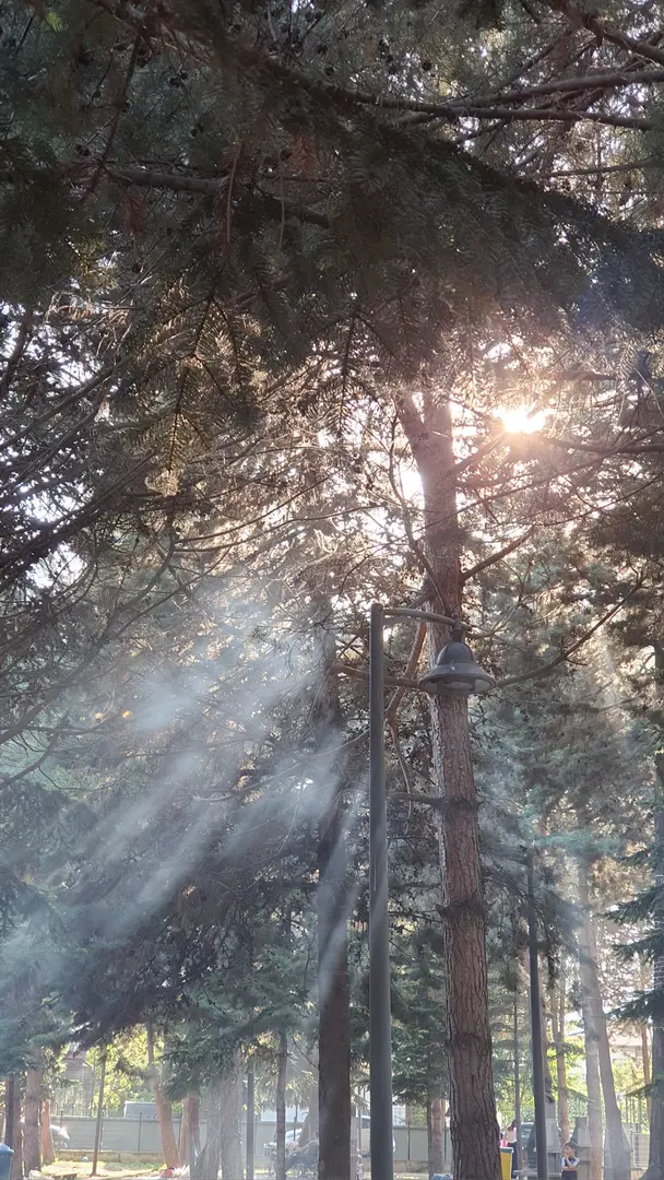 Hatıra Koruluğu — Ordu — küçük resim 2
