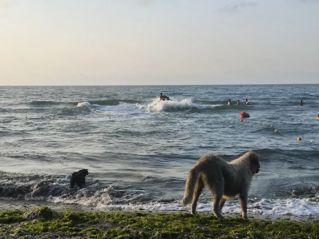 Çaka Beach — Ordu — küçük resim 7