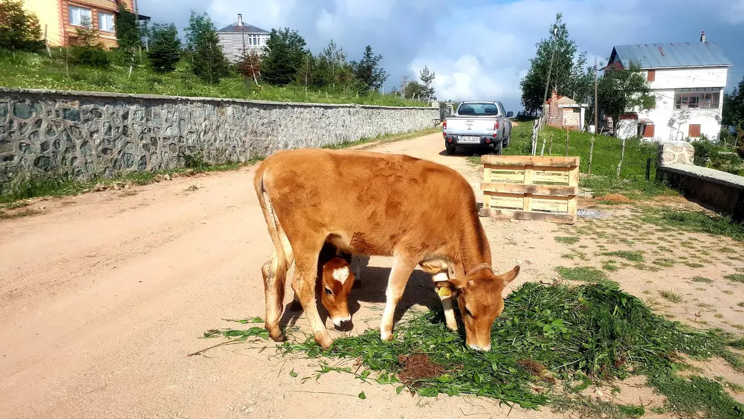 Çambaşı Yaylası — Ordu — küçük resim 8