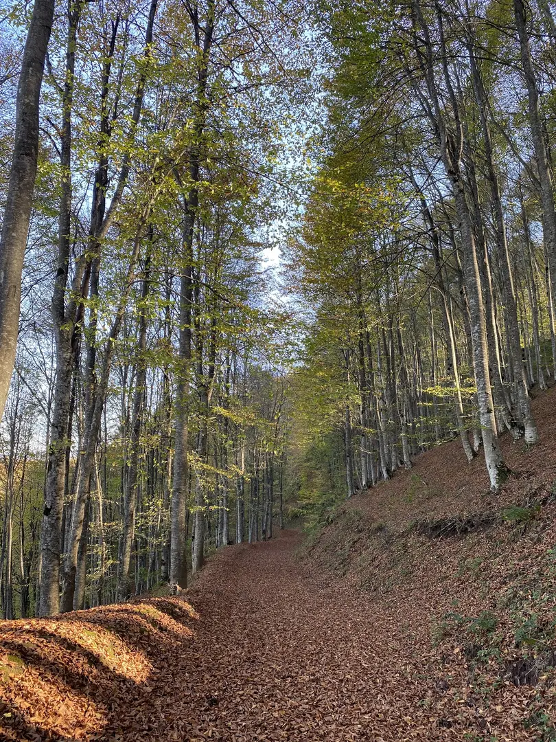 Kabaktepe Mesire Yeri — Ordu — küçük resim 4