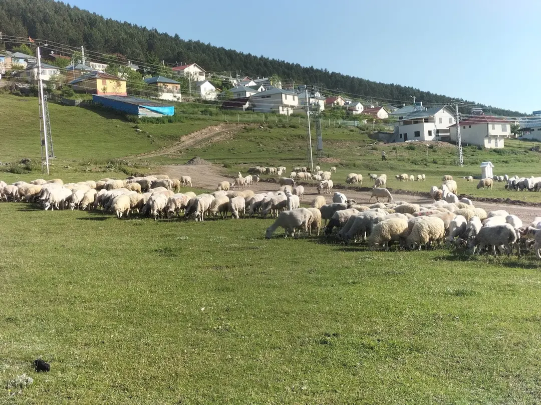 Keyfalan Yaylası — Ordu — küçük resim 2