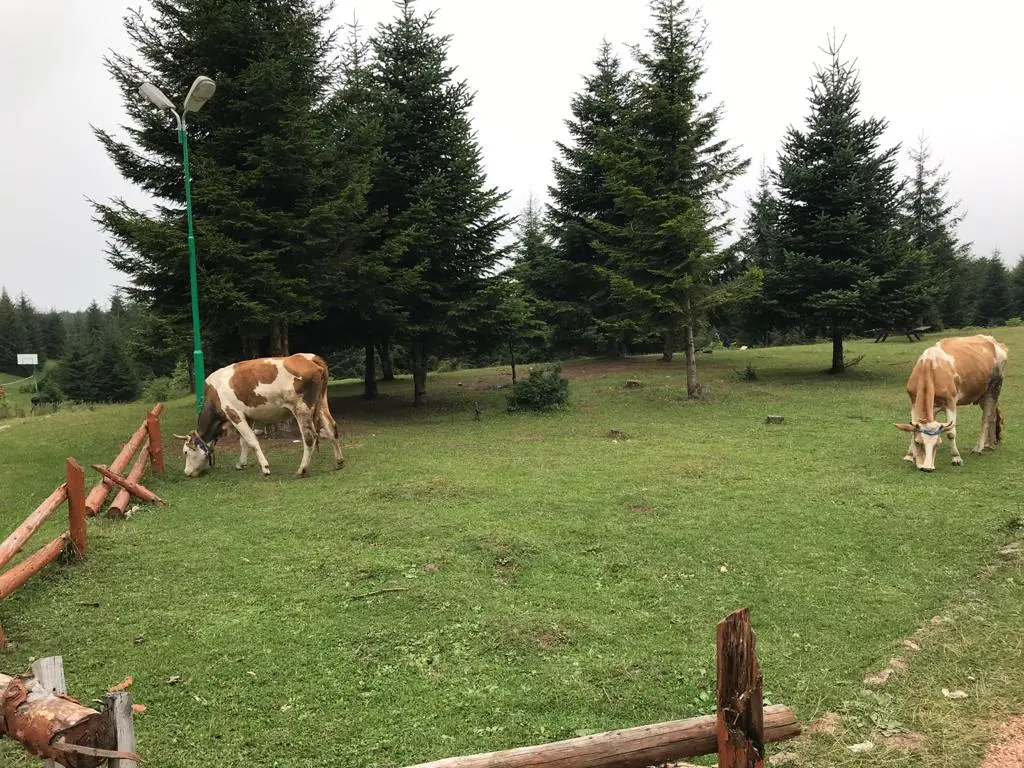 Aybasti kent orman — Ordu — küçük resim 7