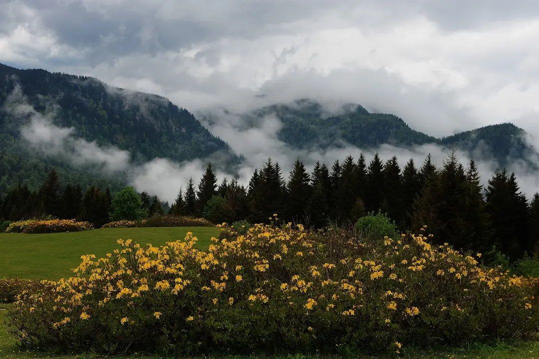 SÜLLÜ DAĞ EVI — Giresun — küçük resim 5