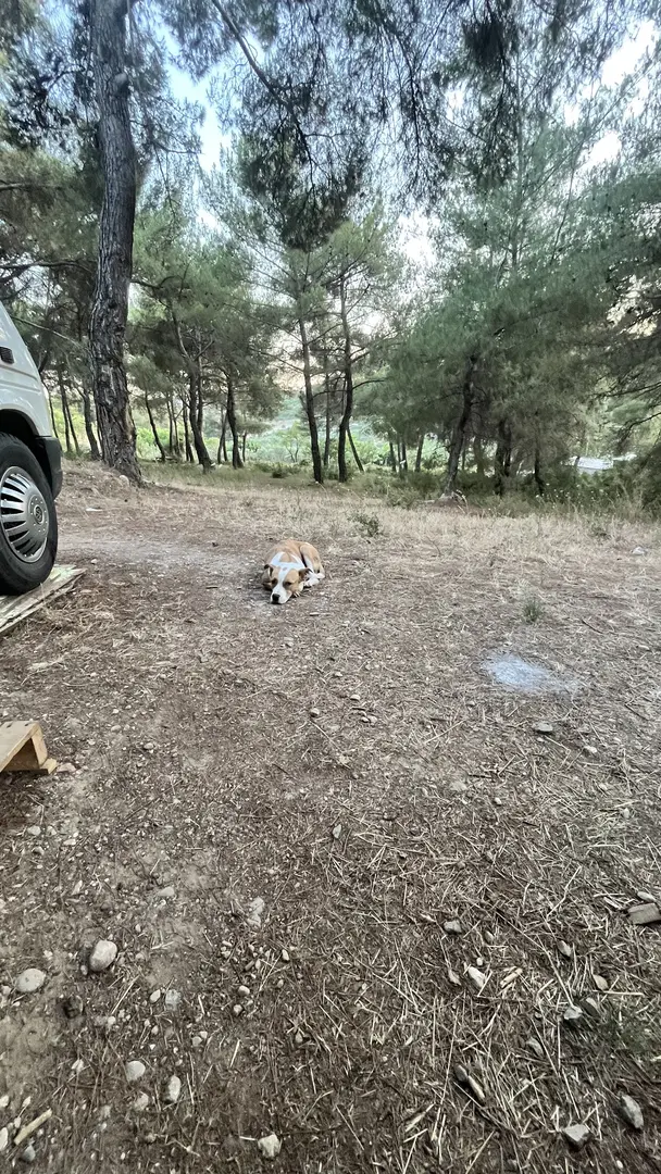 YERSU PİKNİK VE KAMP ALANI — İzmir — küçük resim 6