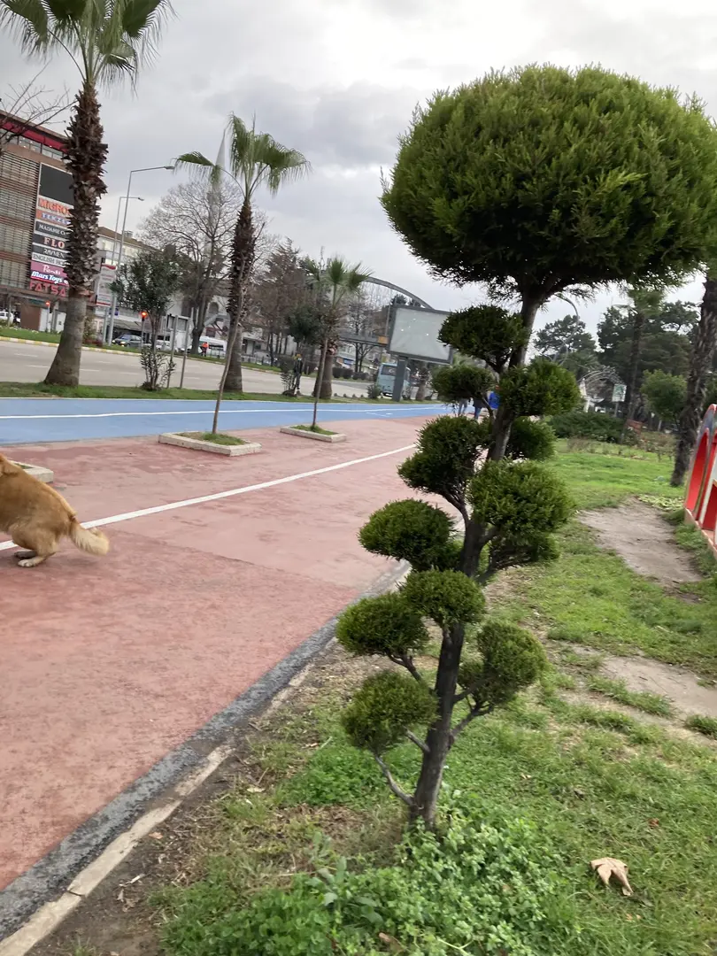 Fatsa Belediyesi Parkı — Ordu — küçük resim 8