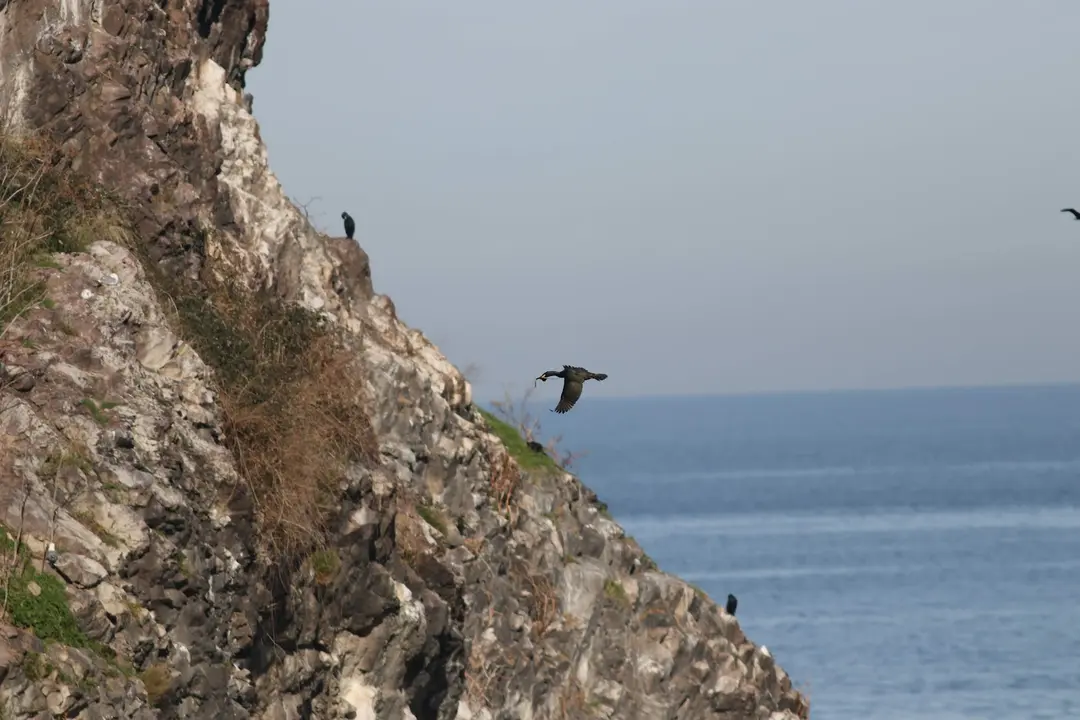 Hoynat Island Bird Paradise — Ordu — küçük resim 5