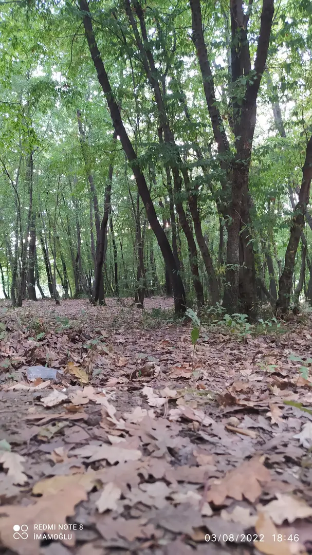 Meşe Orman Park — Samsun — küçük resim 3