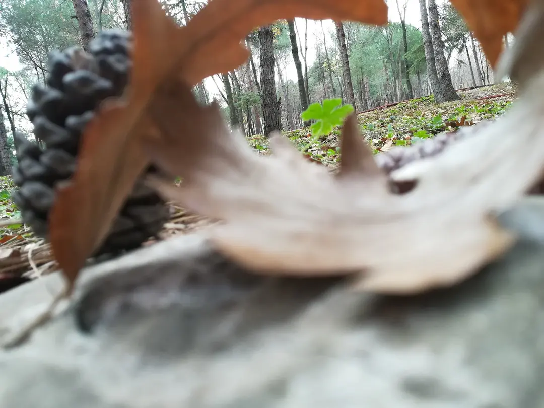 Meşe Orman Park — Samsun — küçük resim 4