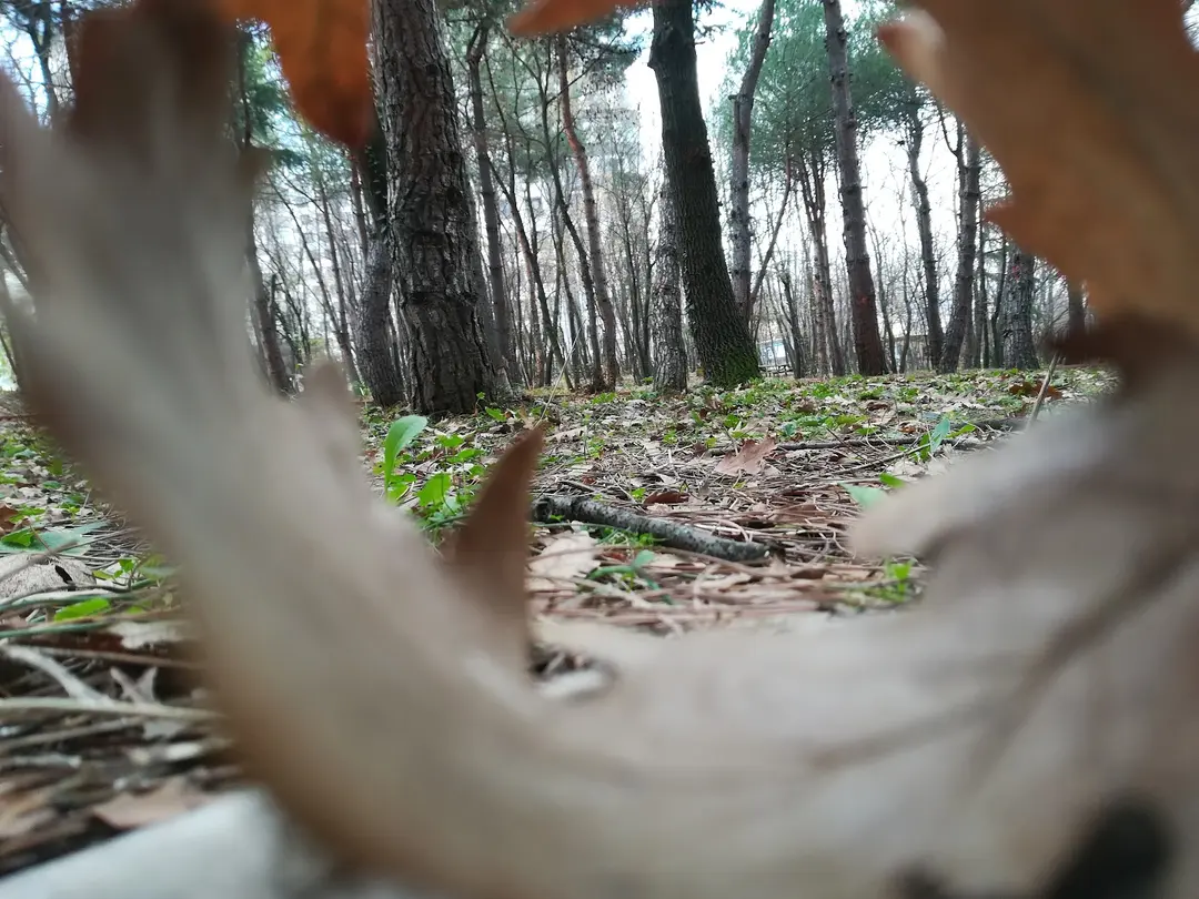 Meşe Orman Park — Samsun — küçük resim 6