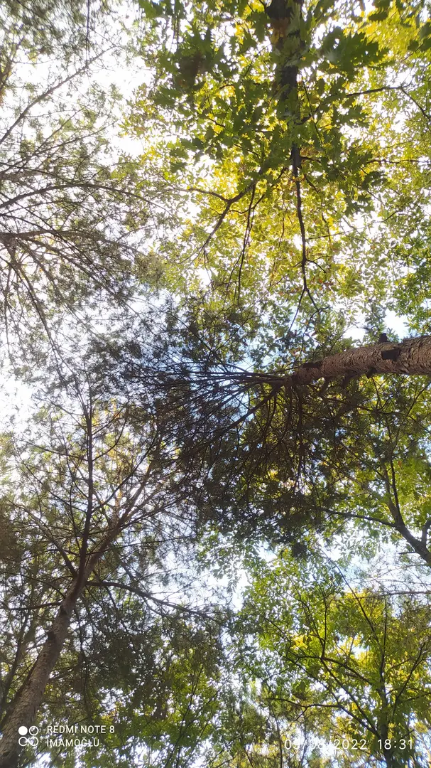 Meşe Orman Park — Samsun — küçük resim 7