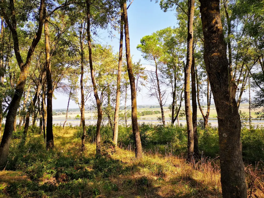 Sarıgazel Tabiat Parkı — Samsun — küçük resim 4