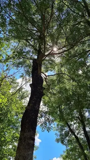 Sarıgazel Tabiat Parkı — Samsun — küçük resim 7