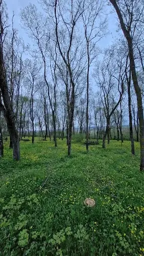 Sarıgazel Tabiat Parkı — Samsun — küçük resim 5
