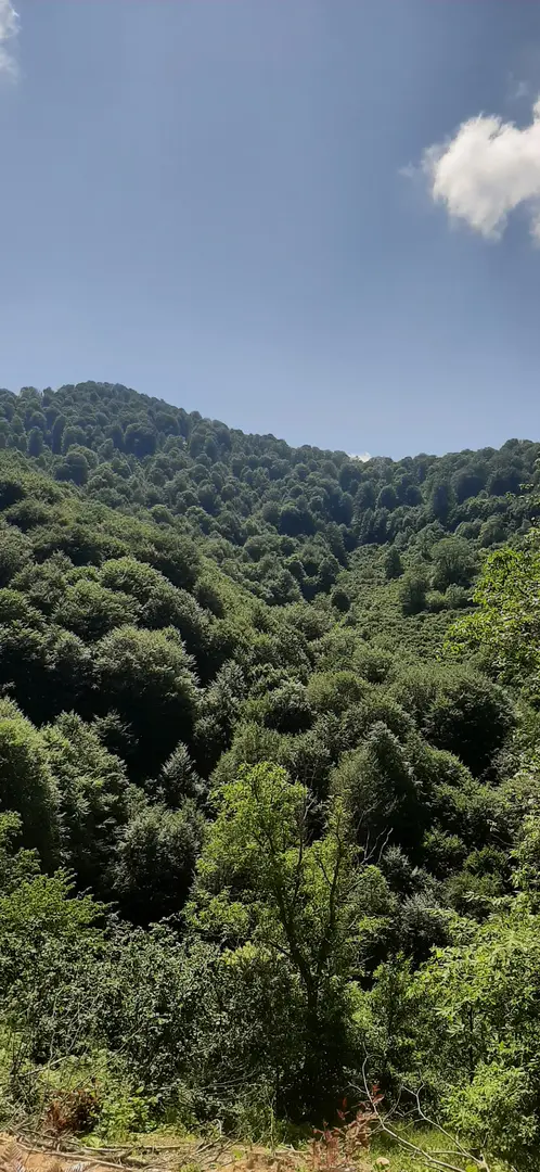 Campo Nebiyan Izcilik — Samsun — küçük resim 6