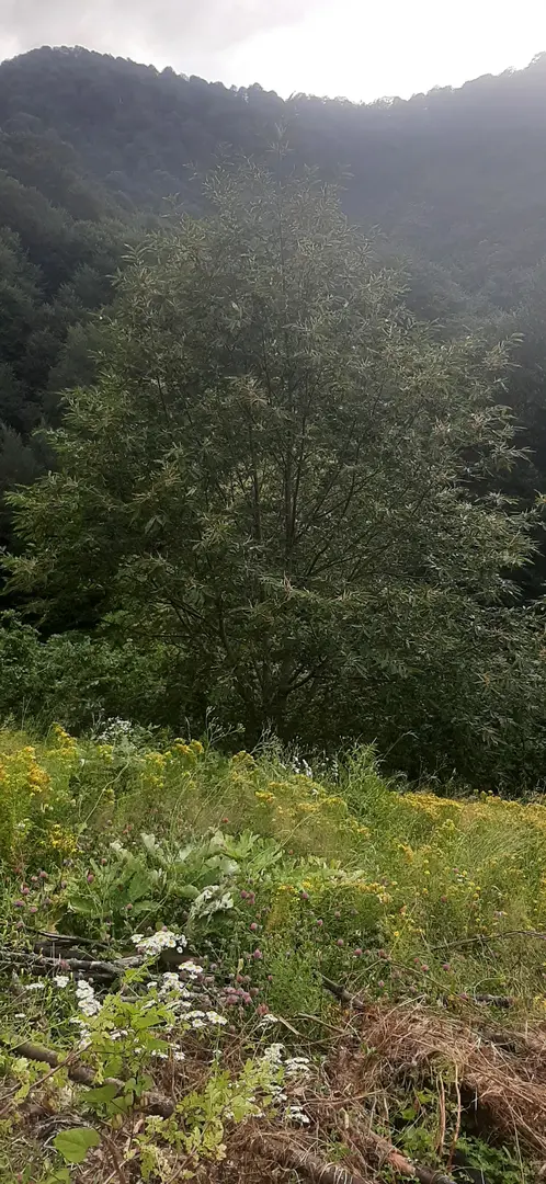 Campo Nebiyan Izcilik — Samsun — küçük resim 3