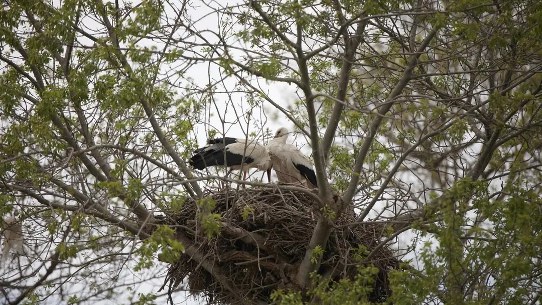 Kızılırmak Delta Stork Forest — Samsun — küçük resim 6