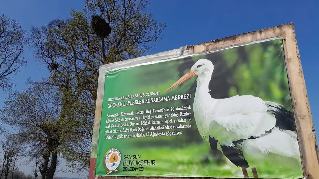 Kızılırmak Delta Stork Forest — Samsun — küçük resim 9