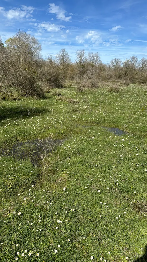 Kızılırmak Delta Stork Forest — Samsun — küçük resim 8