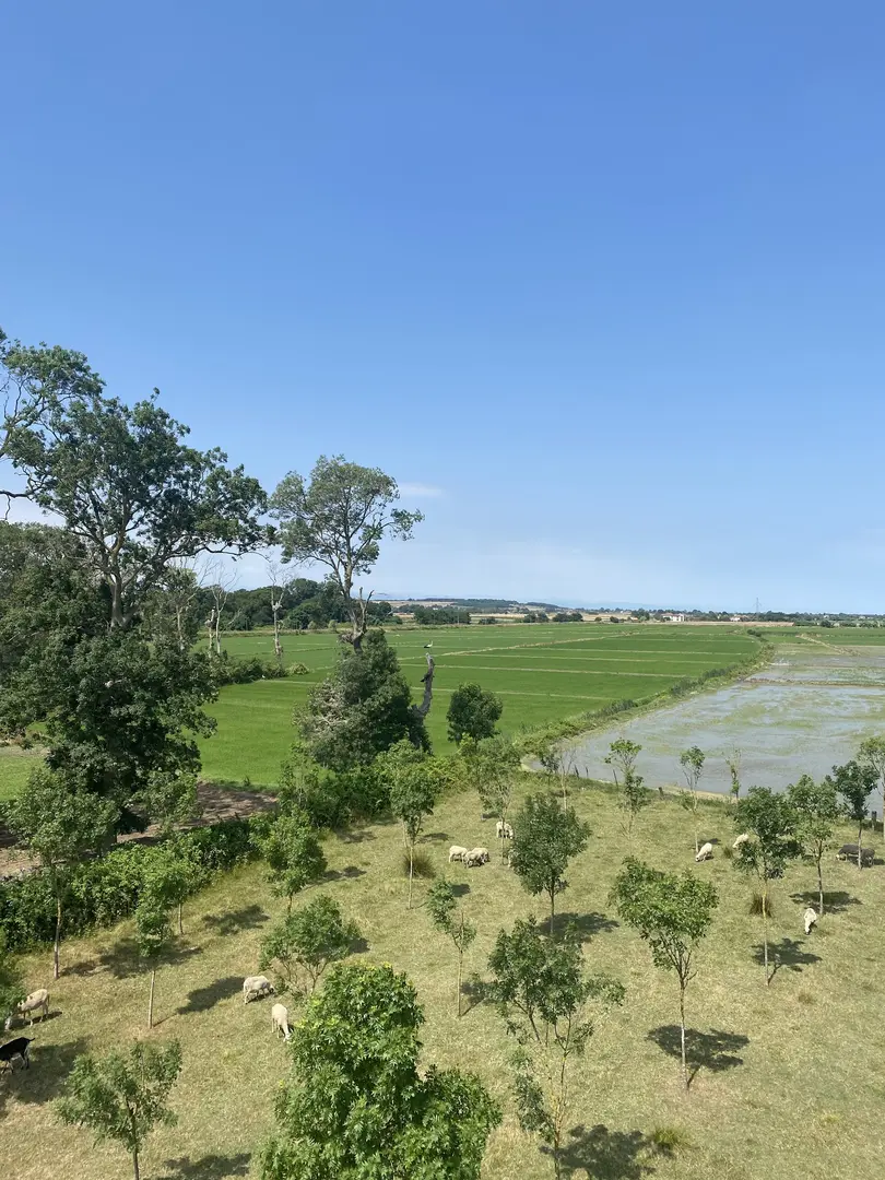 Kızılırmak Delta Stork Forest — Samsun — küçük resim 3