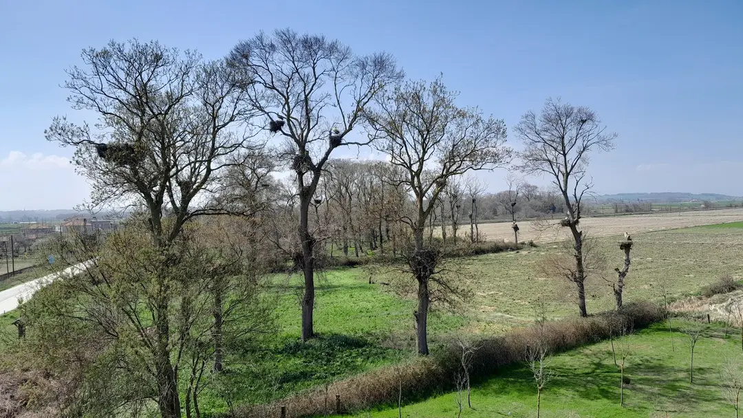 Kızılırmak Delta Stork Forest — Samsun — küçük resim 2