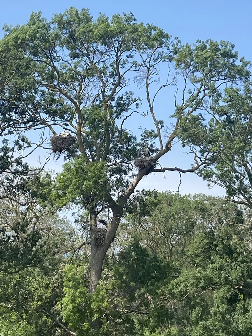 Kızılırmak Delta Stork Forest — Samsun — küçük resim 4