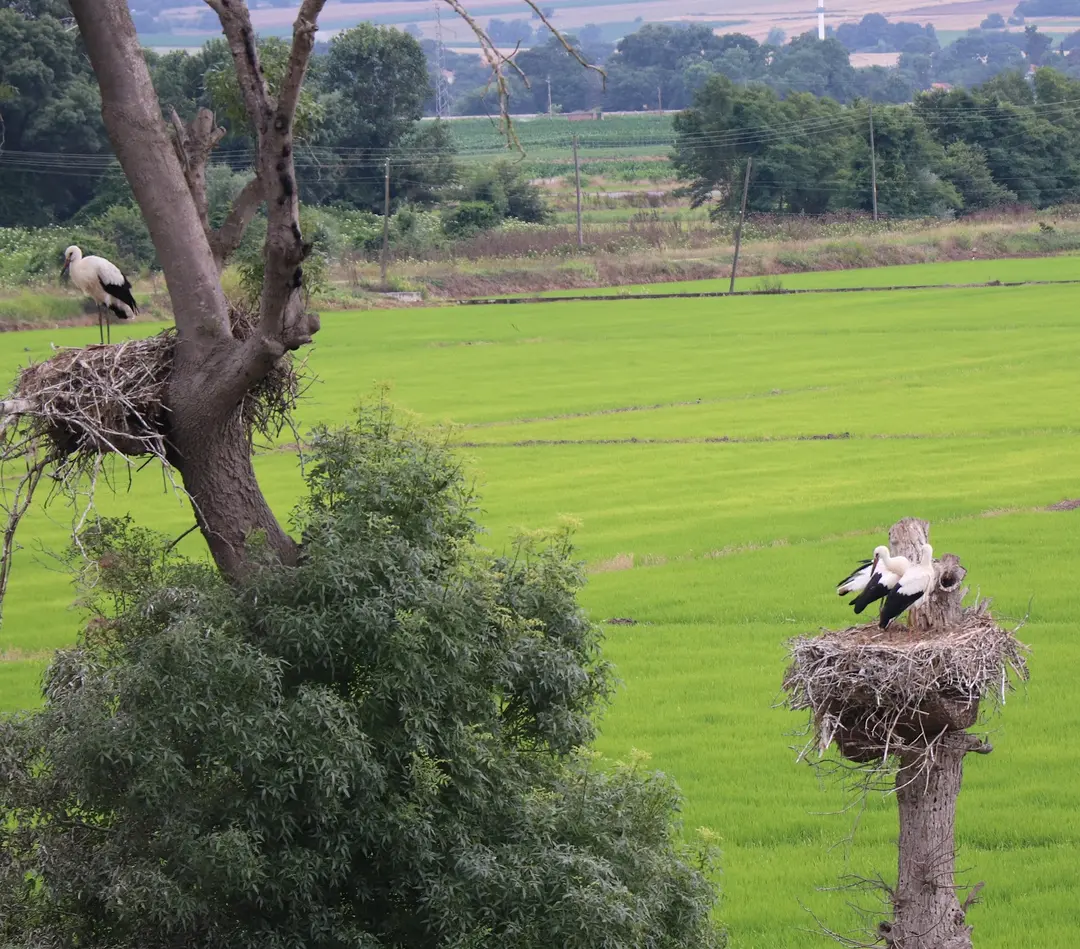 Kızılırmak Delta Stork Forest — Samsun — küçük resim 5