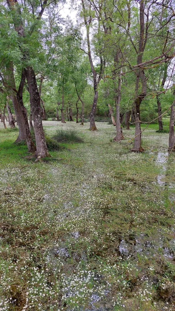 GALERİÇ SUBASAR ORMANLAR — Samsun — küçük resim 8