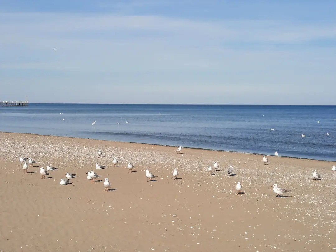 Atakum Strand — Samsun — küçük resim 5