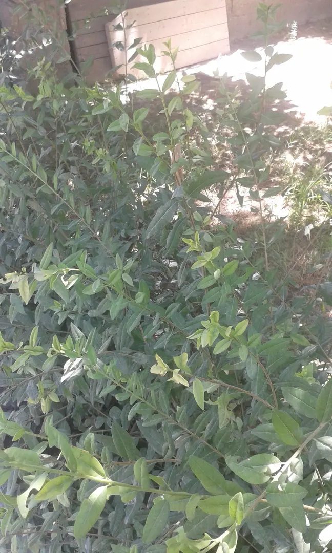 Sengal Camp — Siirt — küçük resim 4