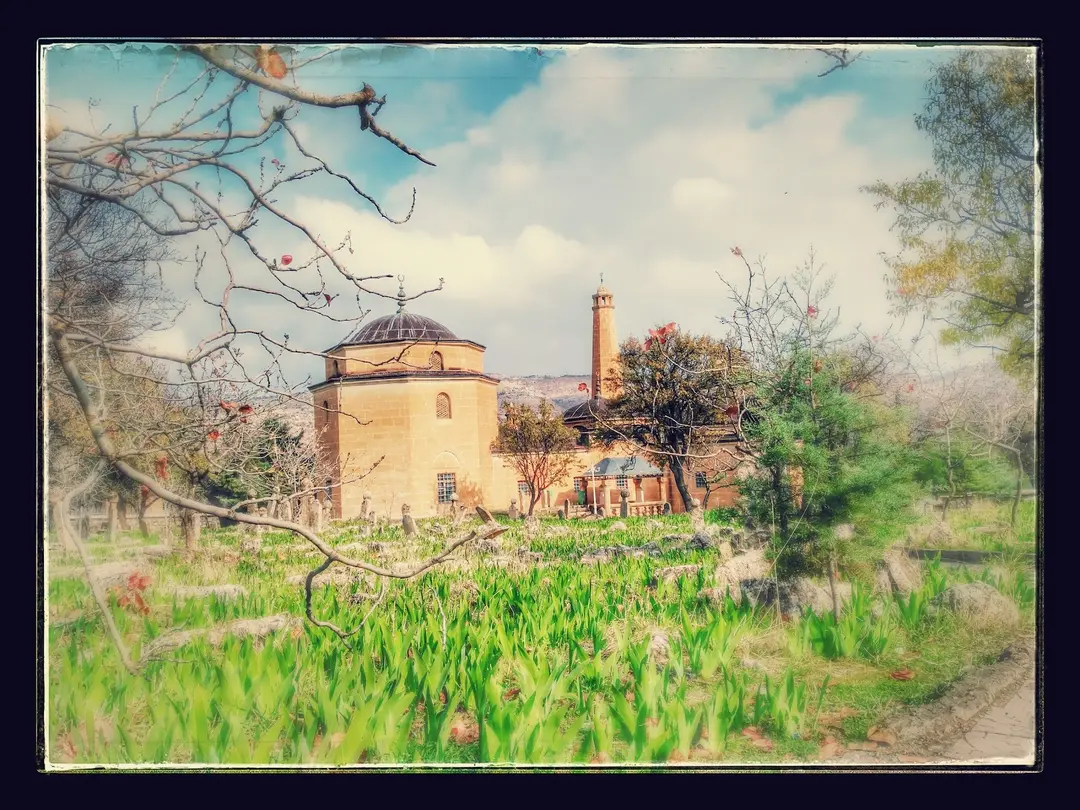 Siirt City Forest Afforestation — Siirt — küçük resim 3