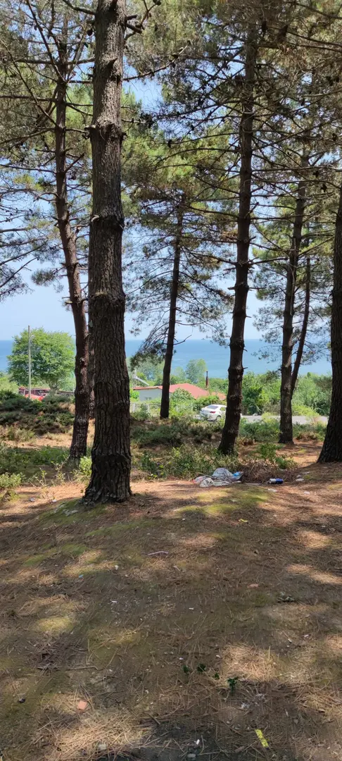 Sinop Akliman — Sinop — küçük resim 7