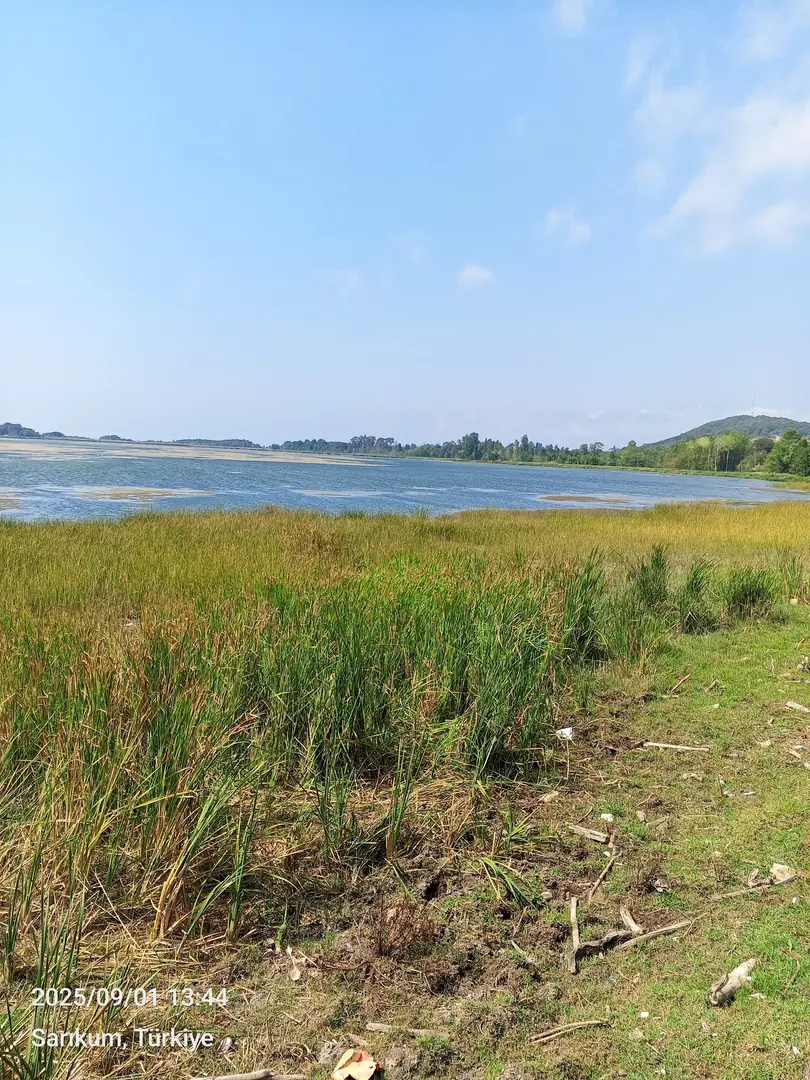 Sarıkum Lake Nature Conservation Area — Sinop — küçük resim 4
