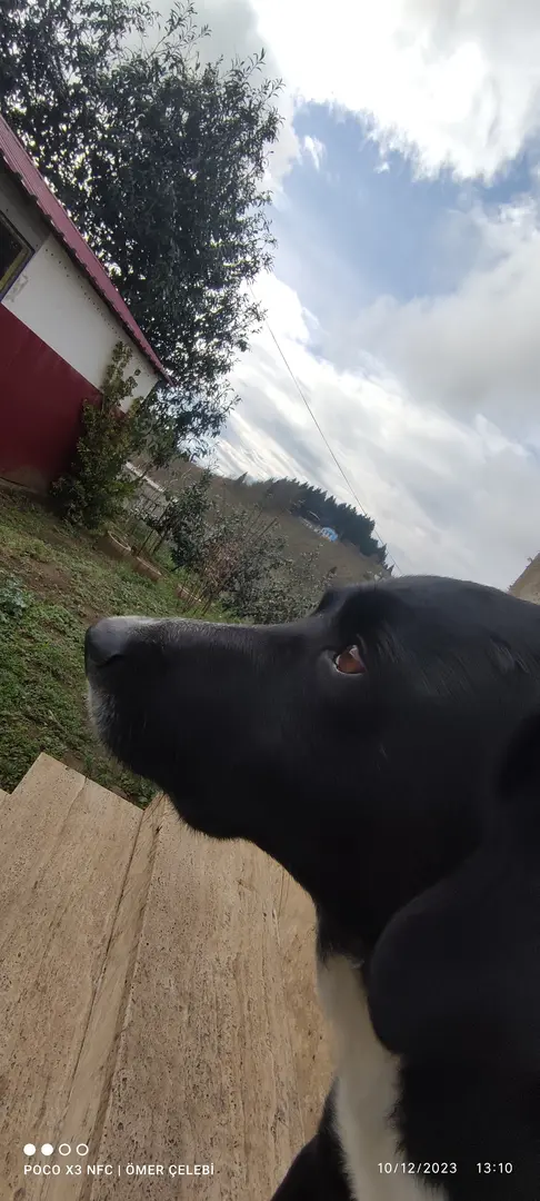 Goremla — Trabzon — küçük resim 3