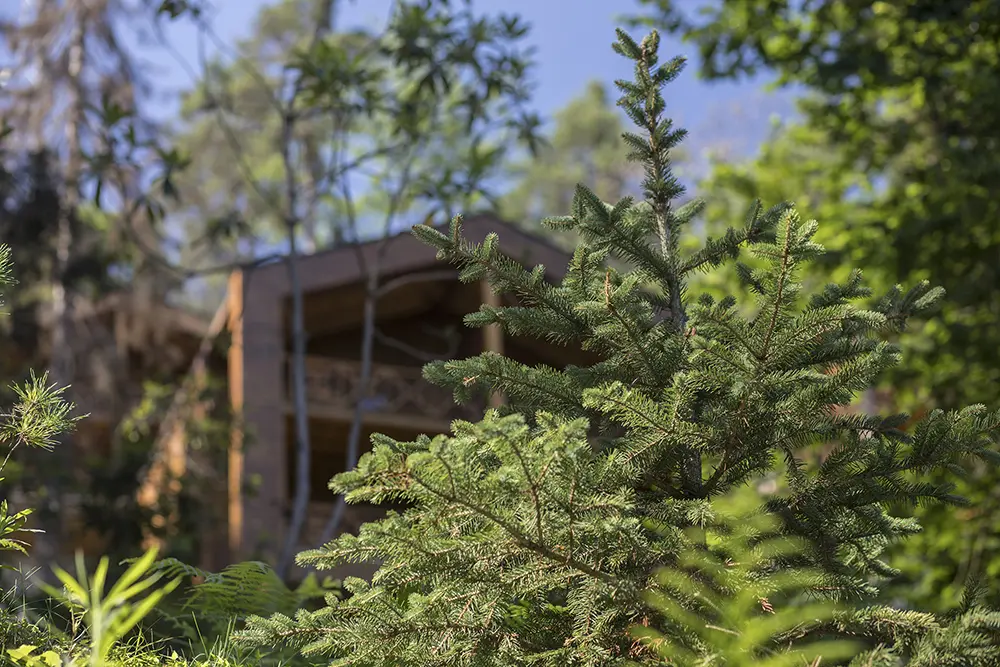 Hancıoğlu Çamburnu Forest Houses & Hotel — Trabzon — küçük resim 9