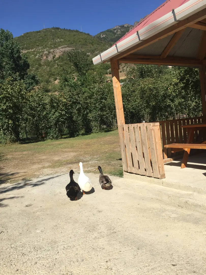 Maçka Camping — Trabzon — küçük resim 8