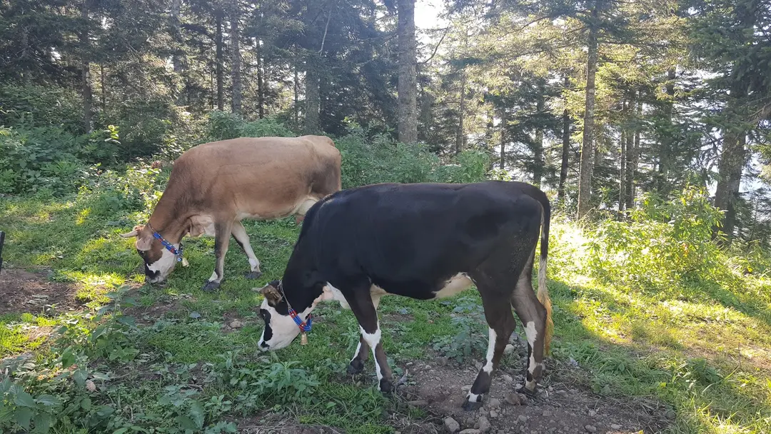 Meşeiçi Camping Alanı